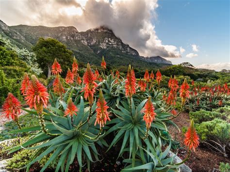  Native Gardens of South Africa: A Tapestry of Flora and Fauna